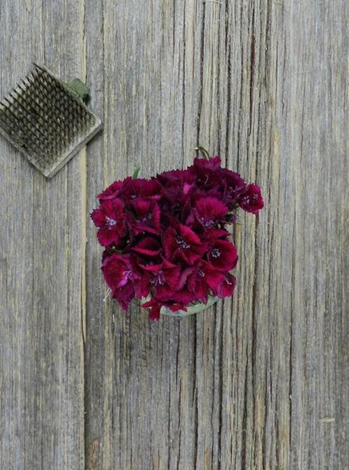 GYPSY PURPLE DIANTHUS